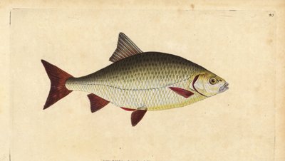 Rudd, Scardinius erythrophthalmus (Røde øjne, Cyprinus erythrophthalmus). Håndfarvet kobberplade tegnet og indgraveret af Edward Donovan fra hans Natural History of British Fishes, Donovan og F.C. og J. Rivington, London af Edward Donovan