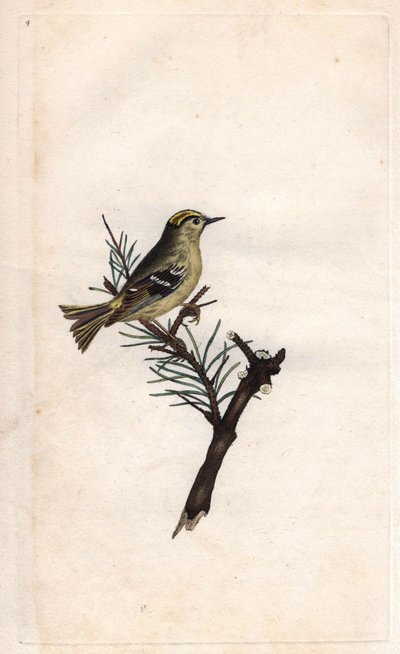 Ruppe Konge. Regulus regulus (Motacilla regulus). Kobberstik af Edward Donovan (1768-1837), udgivet i Natural History of British Birds, London af Edward Donovan