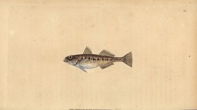 Sandkutling, Pomatoschistus minutus (Plettet kutling, Gobius minutus). Håndfarvet kobberplade tegnet og indgraveret af Edward Donovan fra hans Natural History of British Fishes, Donovan og F.C. og J. Rivington, London af Edward Donovan