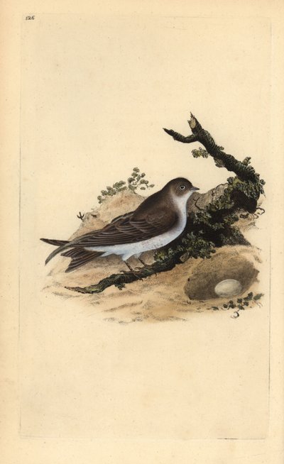 Sandmartin, Riparia riparia, med rede og æg. Håndfarvet kobberplade tegnet og indgraveret af Edward Donovan fra hans egen "Natural History of British Birds" (1794-1819). Edward Donovan (1768-1837) var en anglo-irsk amatørzoolog, forfatter, kunstner og af Edward Donovan