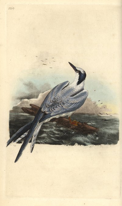 Sandwichterne, Thalasseus sandvicensis. Håndfarvet kobberplade tegnet og graveret af Edward Donovan fra hans egen "Natural History of British Birds," London af Edward Donovan