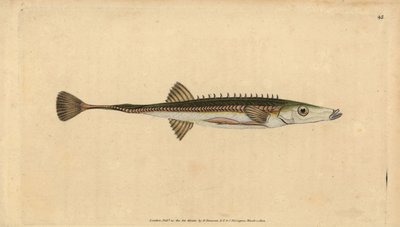 Havstikleback, Spinachia spinachia (Femten-pigget stickleback, Gasterosteus spinachia). Håndfarvet kobberplade tegnet og indgraveret af Edward Donovan fra hans Natural History of British Fishes, Donovan og F.C. og J. Rivington, London af Edward Donovan