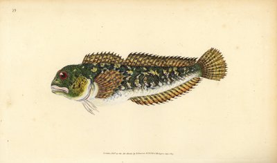 Shanny, Lipophrys pholis (Glad blenny, Blennius pholis). Håndfarvet kobberplade tegnet og indgraveret af Edward Donovan fra hans Natural History of British Fishes, Donovan og F.C. og J. Rivington, London af Edward Donovan