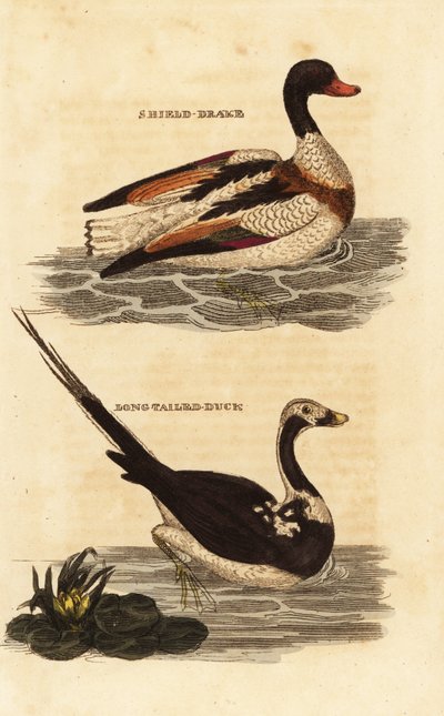 Shelduck, Tadorna tadorna og langhaleand, Clangula hyemalis af Edward Donovan
