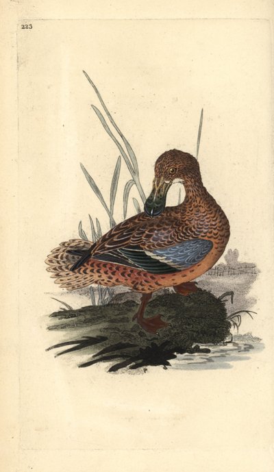 Shoveler and (hun), Anas clypeata. Håndfarvet kobberplade tegnet og graveret af Edward Donovan fra hans egen "Natural History of British Birds," London af Edward Donovan