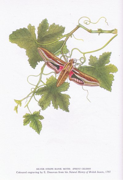 Silver Stripe Hawk Moth, Shinx Celerio, Nature in Britain udgivet af Collins, 1946 af Edward Donovan