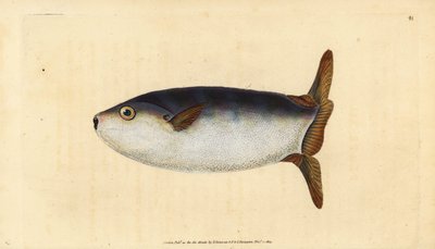 Slank solfisk, Ranzania laevis (Tetrodon truncatus). Håndkoloreret kobberstik tegnet og graveret af Edward Donovan fra hans Natural History of British Fishes, Donovan and F.C. and J. Rivington, London af Edward Donovan