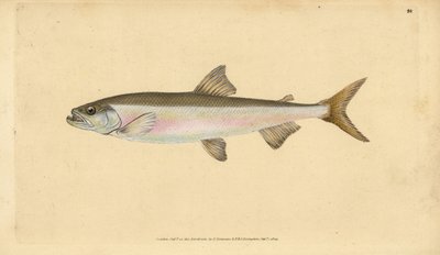 Smelt, Osmerus eperlanus (Salmo eperlanus). Håndkoloreret kobberstik tegnet og graveret af Edward Donovan fra hans Natural History of British Fishes, Donovan and F.C. and J. Rivington, London af Edward Donovan