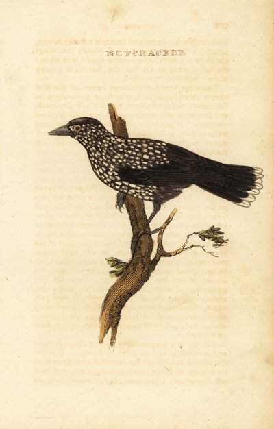 Plettet nøddeknækker, Nucifraga caryocatactes af Edward Donovan