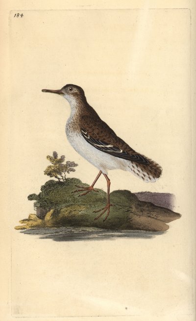 Plettet sandpiper, Actitis macularia. Håndfarvet kobberplade tegnet og graveret af Edward Donovan fra hans egen "Natural History of British Birds," London af Edward Donovan