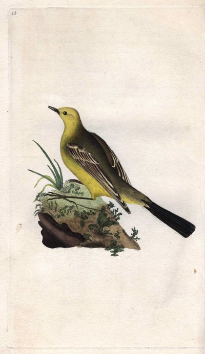Forårsvipstjert. Motacilla flava. Kobberstik af Edward Donovan (1768-1837), udgivet i Natural History of British Birds, London af Edward Donovan