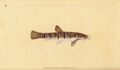 Stenpikker, Barbatula barbatula (Skægpikker, Cobitis barbatula). Håndkoloreret kobberstik tegnet og graveret af Edward Donovan fra hans Natural History of British Fishes, Donovan and F.C. and J. Rivington, London af Edward Donovan