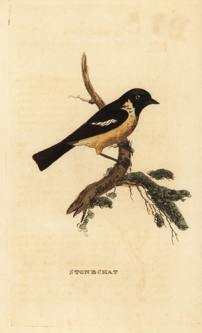 Stonechat, Saxicola rubicola af Edward Donovan