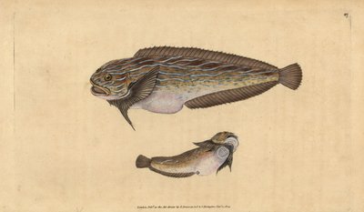 Stribet sønegl, Liparis liparis liparis (Sløvsuger, Cyclopterus liparis). Håndfarvet kobberplade tegnet og indgraveret af Edward Donovan fra hans Natural History of British Fishes, Donovan og F.C. og J. Rivington, London af Edward Donovan