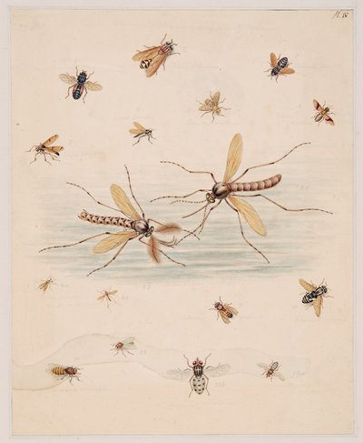 Studier af hvirvelløse dyr, bind II af Edward Donovan