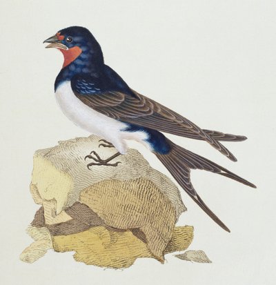 Swallow fra 