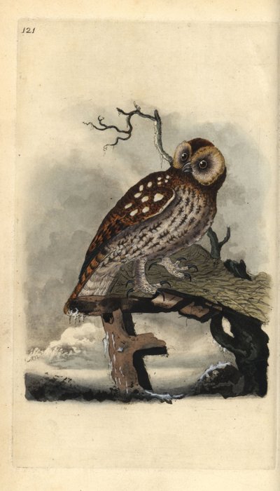 Solugle, Strix aluco. Håndfarvet kobberplade tegnet og graveret af Edward Donovan fra hans egen "Natural History of British Birds," London af Edward Donovan
