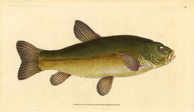 Suder, Tinca tinca (Cyprinus tinca). Håndfarvet kobberplade tegnet og indgraveret af Edward Donovan fra hans Natural History of British Fishes, Donovan og F.C. og J. Rivington, London af Edward Donovan