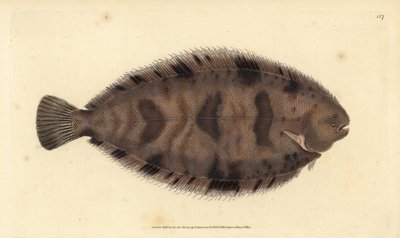 Tyksål, Microchirus variegatus (broget sål, Pleuronectes variegatus). Håndfarvet kobberplade tegnet og indgraveret af Edward Donovan fra hans Natural History of British Fishes, Donovan og F.C. og J. Rivington, London af Edward Donovan