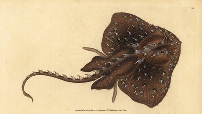Tornet skøjte, Amblyraja radiata (Stjernestråle, Raja radiata). Sårbar. Håndfarvet kobberplade tegnet og indgraveret af Edward Donovan fra hans Natural History of British Fishes, Donovan og F.C. og J. Rivington, London af Edward Donovan