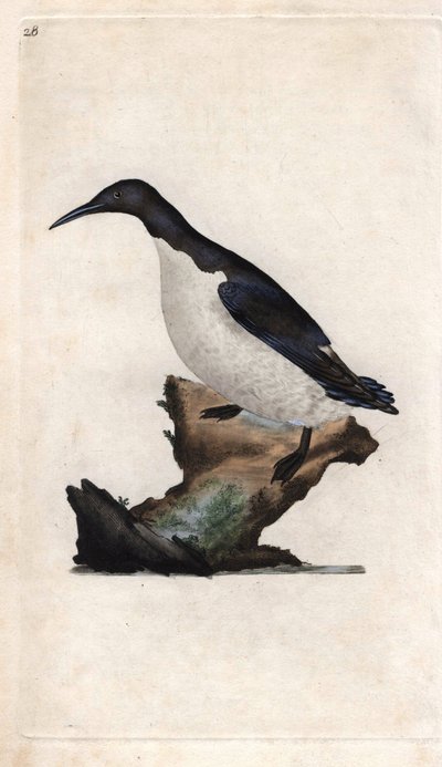 Troils murrelet. Uria aalge (Colymbus troile). Kobberstik af Edward Donovan (1768-1837), udgivet i Natural History of British Birds, London af Edward Donovan