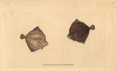 Pighvar, Scophthalmus maximus (Cyclops skrubbe, Pleuronectes cyclops). Håndfarvet kobberplade tegnet og indgraveret af Edward Donovan fra hans Natural History of British Fishes, Donovan og F.C. og J. Rivington, London af Edward Donovan