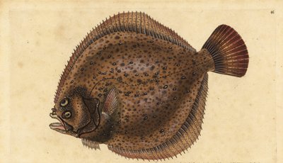 Pighvar, Scophthalmus maximus (Pleuronectes maximus). Håndfarvet kobberplade tegnet og indgraveret af Edward Donovan fra hans Natural History of British Fishes, Donovan og F.C. og J. Rivington, London af Edward Donovan