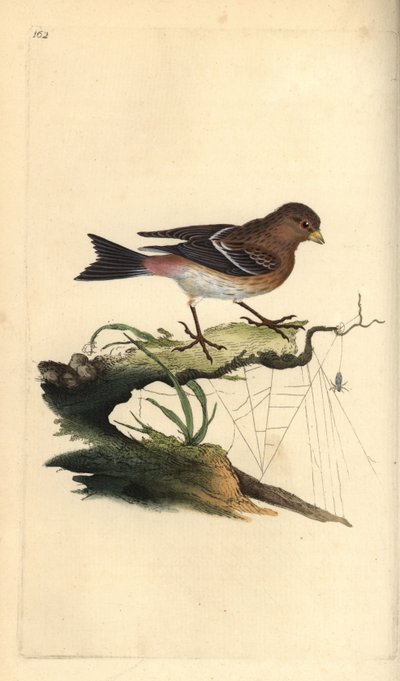 Tornskade, Carduelis flavirostris. Håndkoloreret kobberstik tegnet og graveret af Edward Donovan efter hans egen "Natural History of British Birds", London af Edward Donovan