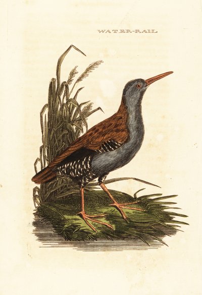 Vandskinne, Rallus aquaticus af Edward Donovan