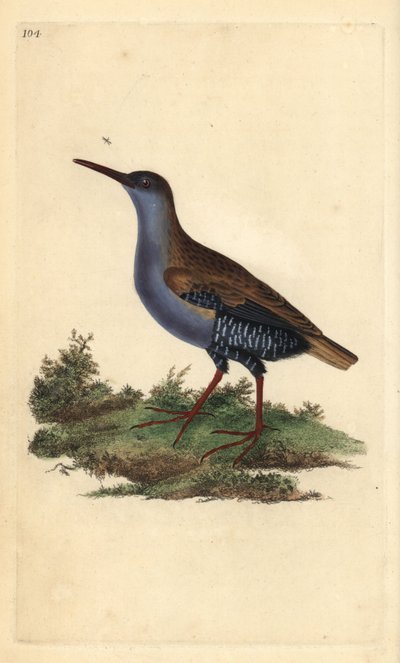 Vandskinne, Rallus aquaticus. Håndfarvet kobberplade tegnet og graveret af Edward Donovan fra hans egen "Natural History of British Birds," London af Edward Donovan