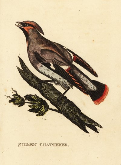 Vokssnadder eller bøhmisk voksvinge, Bombycilla garrulus af Edward Donovan