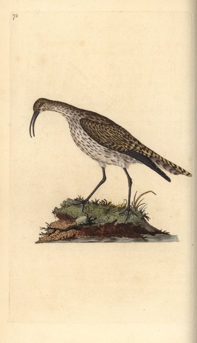 Whimbrel, Numenius phaeopus. Håndfarvet kobberplade tegnet og graveret af Edward Donovan fra hans egen "Natural History of British Birds," London af Edward Donovan