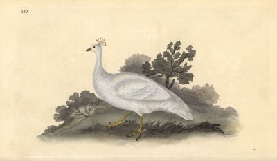 Hvidkuglet ærtefugl (hun), Pavo cristatus. Håndfarvet kobberplade tegnet og graveret af Edward Donovan fra hans egen "Natural History of British Birds," London af Edward Donovan
