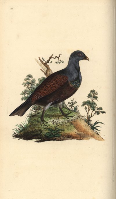 Ryper, Tetrao urogallus. Håndfarvet kobberplade tegnet og graveret af Edward Donovan fra hans egen "Natural History of British Birds," London af Edward Donovan