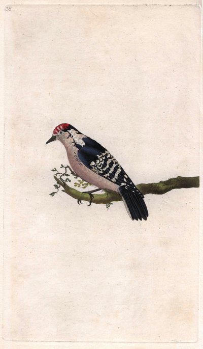 Spætte. Dendrocopos minor (Picus minor). Kobberstik af Edward Donovan (1768-1837), udgivet i Natural History of British Birds, London af Edward Donovan