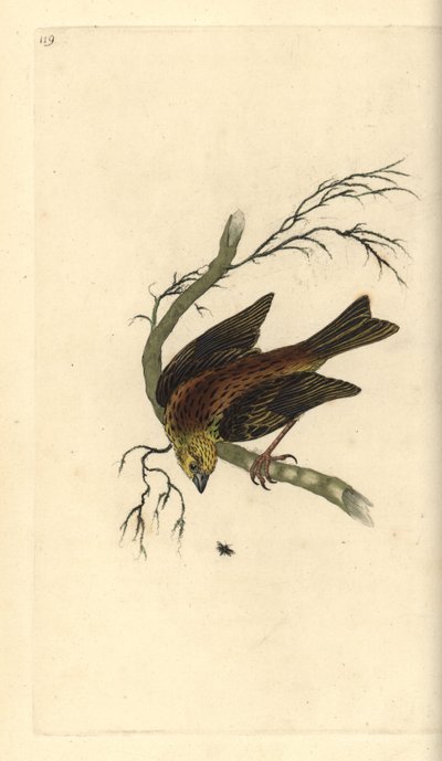 Gulhammer, Emberiza citrinella. Håndfarvet kobberplade tegnet og graveret af Edward Donovan fra hans egen "Natural History of British Birds," London af Edward Donovan