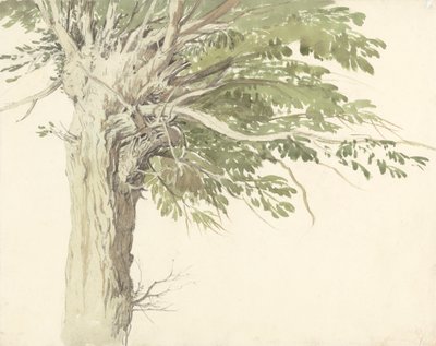 Studie af et pollardet træ - en pil af Edward Duncan