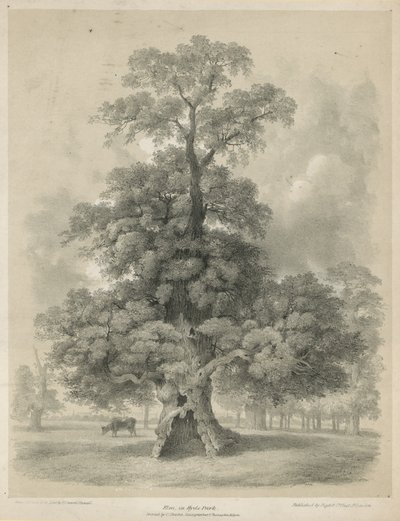 Elm i Hyde Park, London af Edward Hassell