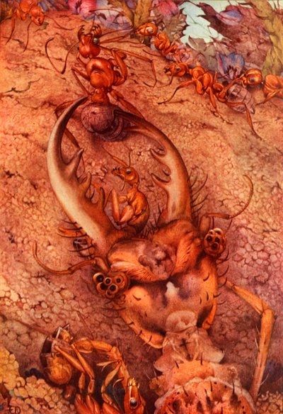 Myreløven, 1914. SLET - kunstner under copyright af Edward Julius Detmold