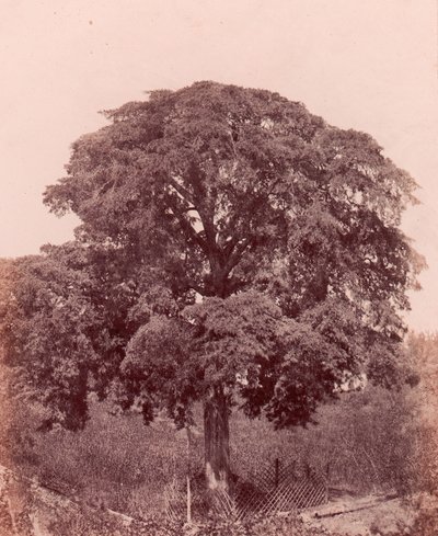 træstudie, 1850-53. af Edward King Tenison