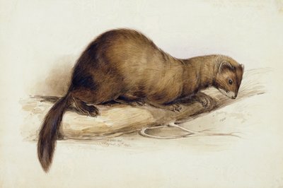 En Væsel af Edward Lear