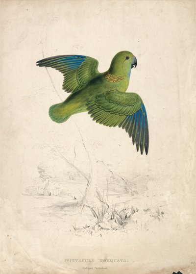 Halsbåndsparakit (tavle 40) af Edward Lear