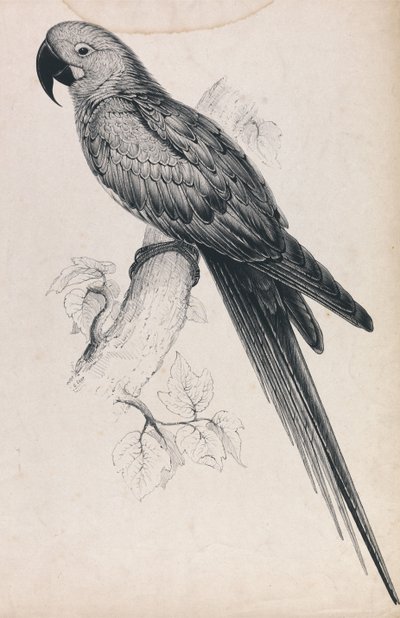 Hyacintara (Tavle 9) af Edward Lear