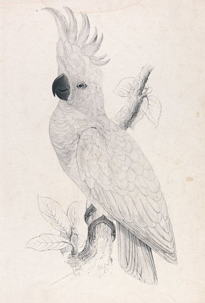 Lille svovlkakadue (tavle 4) af Edward Lear