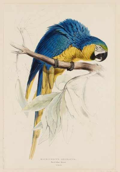 Macrocercus Ararauna.  Blå og gul ara. af Edward Lear