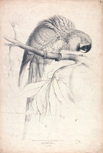 Macrocerus Ararauna / Blå-gul ara / 2/3 af naturlig størrelse (Tavle 8) af Edward Lear