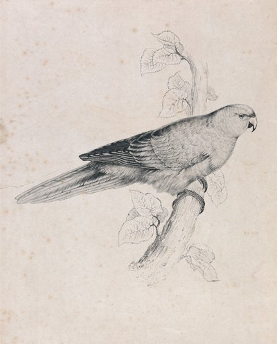 Stillehavsparakit (tavle 26) af Edward Lear