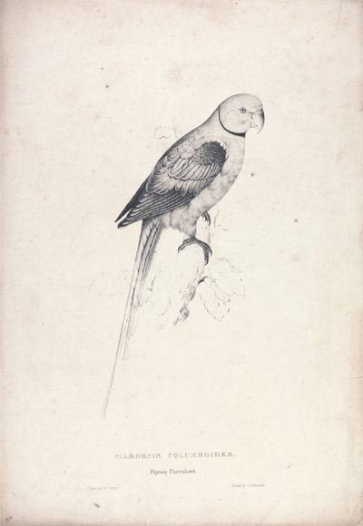 Palaeornia Columbiodes / Duerapapegøje (Tavle 31) af Edward Lear