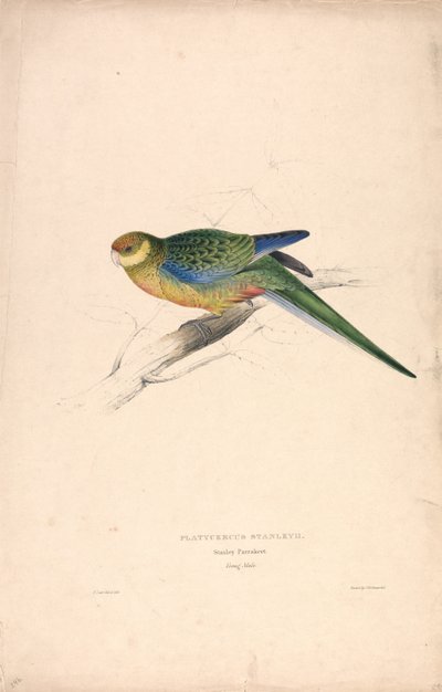 Platycercus Stanley II / Stanley-papegøje (ung han) (Tavle 24) af Edward Lear