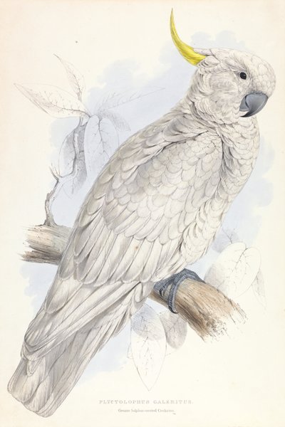 Plyctolophus Galeritus. Stor svovlkakadue. af Edward Lear
